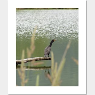 Double Crested Cormorant #2 Posters and Art